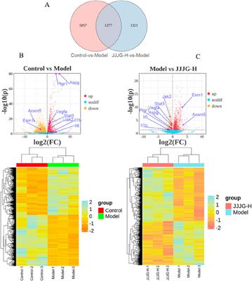 Jiajiejian gel ameliorates thyroid nodules through regulation of thyroid hormones and suppression of the (IL-6, TNF-α, IL-1β)/JAK2/STAT3/VEGF pathway